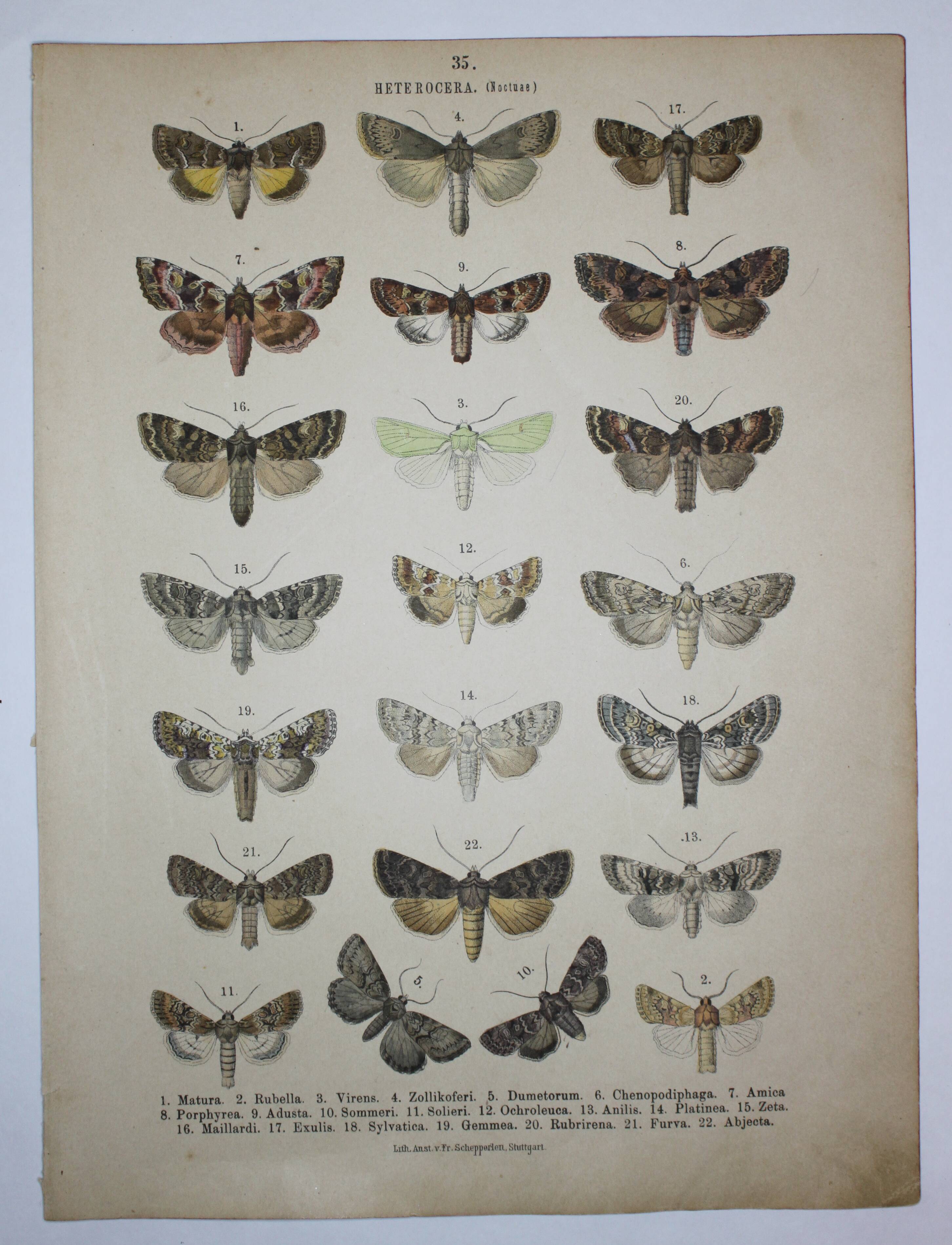 Old engraving of Butterflies - Lithograph from 1887 - Matura - Original illustration