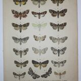 Old engraving of Butterflies - Lithograph from 1887 - Matura - Original illustration