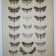 Old engraving of Butterflies - Lithograph from 1887 - Matura - Original illustration