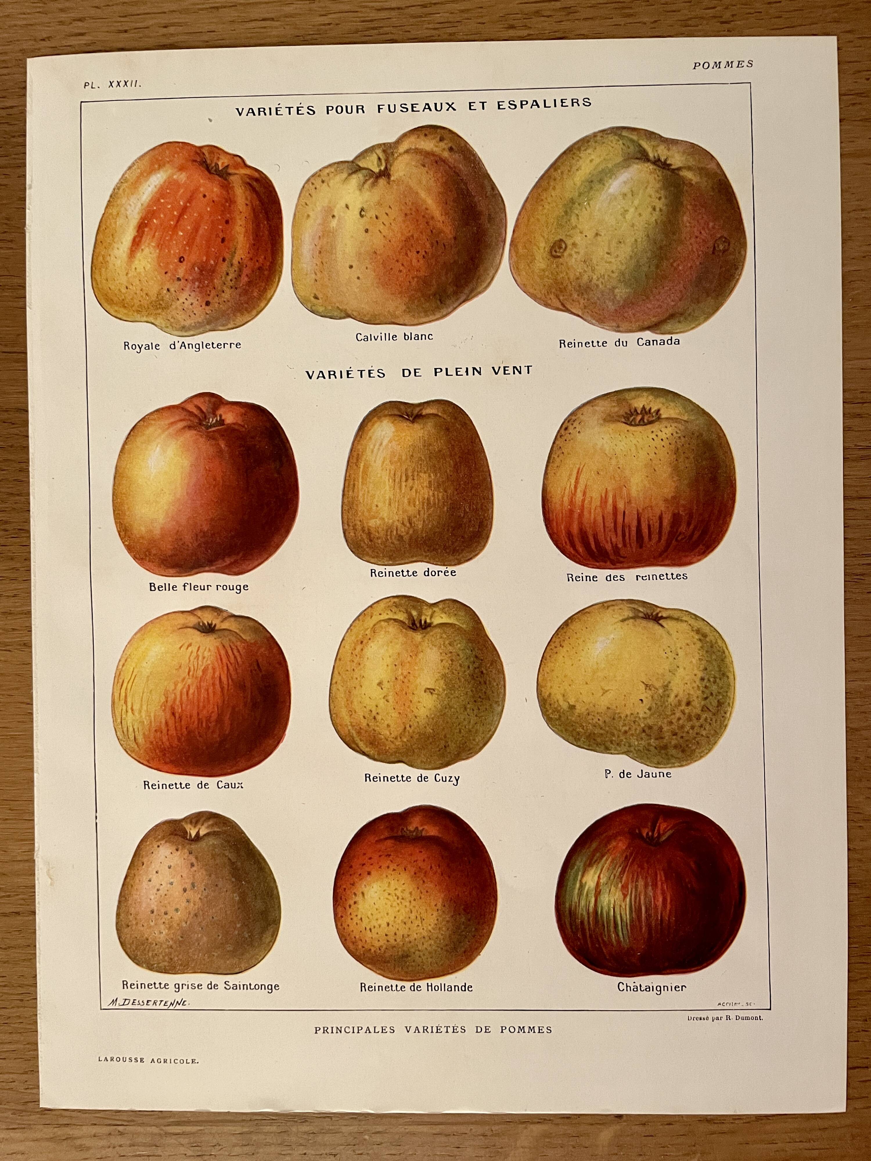 Lithograph on apples - 1920