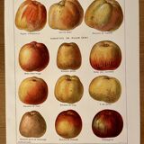 Lithograph on apples - 1920