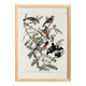 Poster of the Rose-breasted Hawfinch, after an old engraving