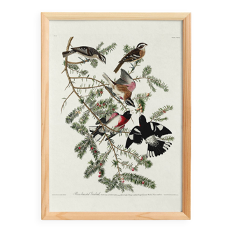 Poster of the Rose-breasted Hawfinch, after an old engraving