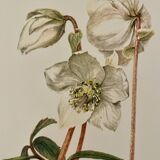 Illustrated board on Christmas roses - 1960