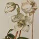 Illustrated board on Christmas roses - 1960