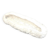 White coral cushion shark, vanuatu, papua new guinea
