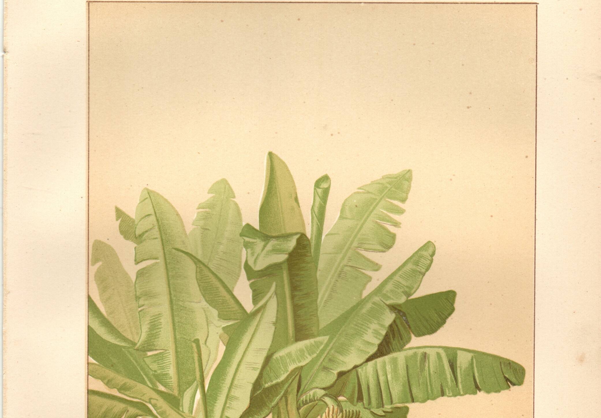 Antique engraving from 1889 - Banana tree - Vintage botanical lithograph