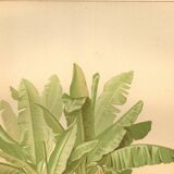 Antique engraving from 1889 - Banana tree - Vintage botanical lithograph