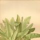 Antique engraving from 1889 - Banana tree - Vintage botanical lithograph