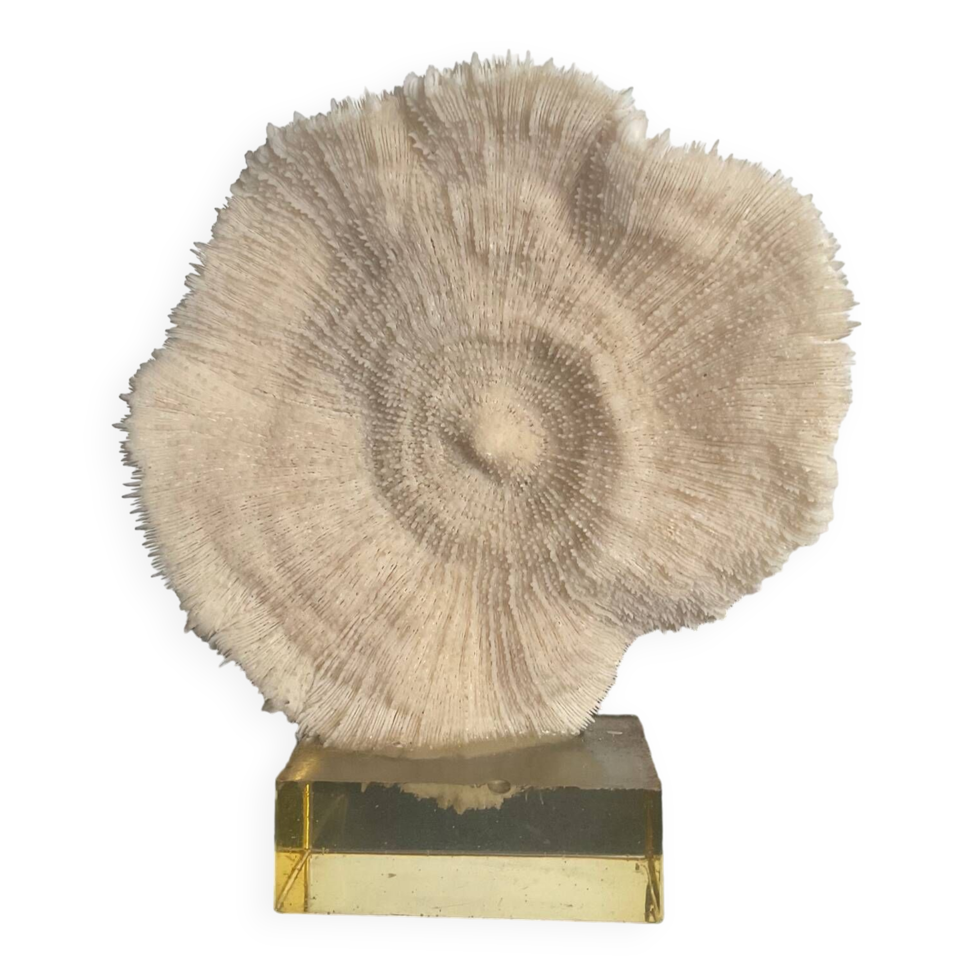 Vintage coral on plexiglass base