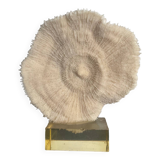 Vintage coral on plexiglass base