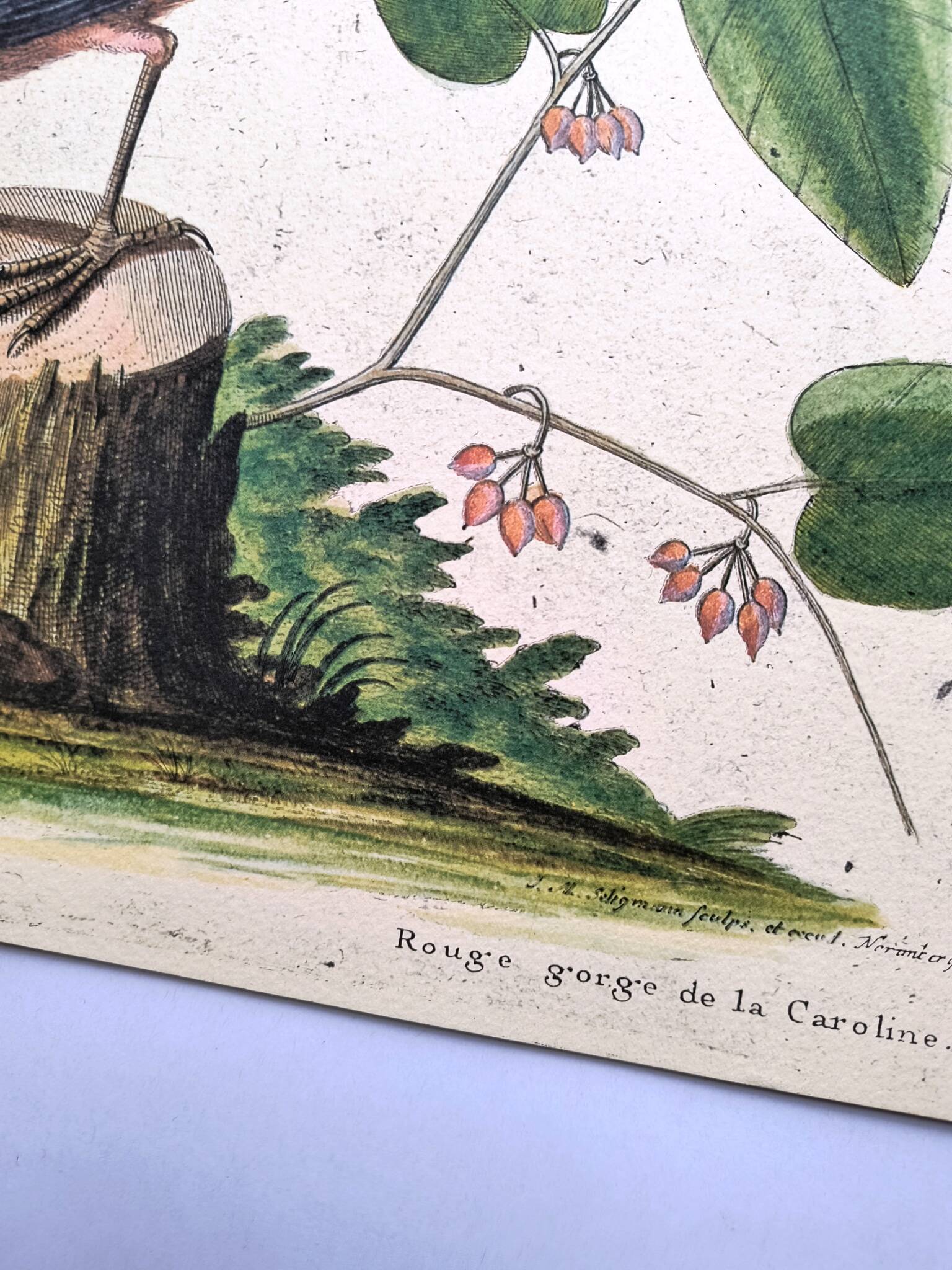 Old bird engraving - Robin - Vintage nature plate by Seligmann