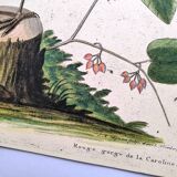 Old bird engraving - Robin - Vintage nature plate by Seligmann