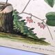 Old bird engraving - Robin - Vintage nature plate by Seligmann