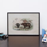 Vintage animal engraving illustration - Buffon 1850