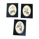 Set of three frames medallions