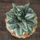 Seau à glace ananas en céramique