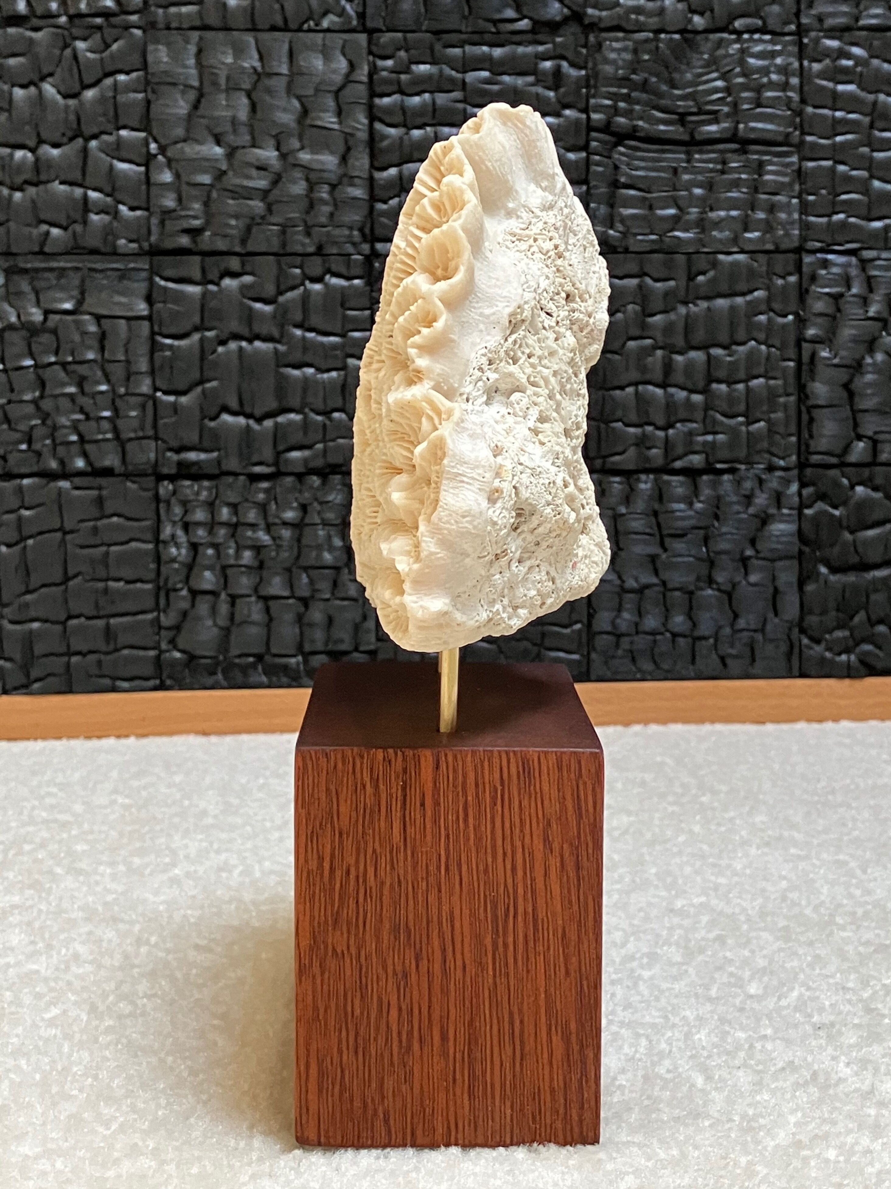Fossil coral on pedestal