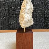 Fossil coral on pedestal