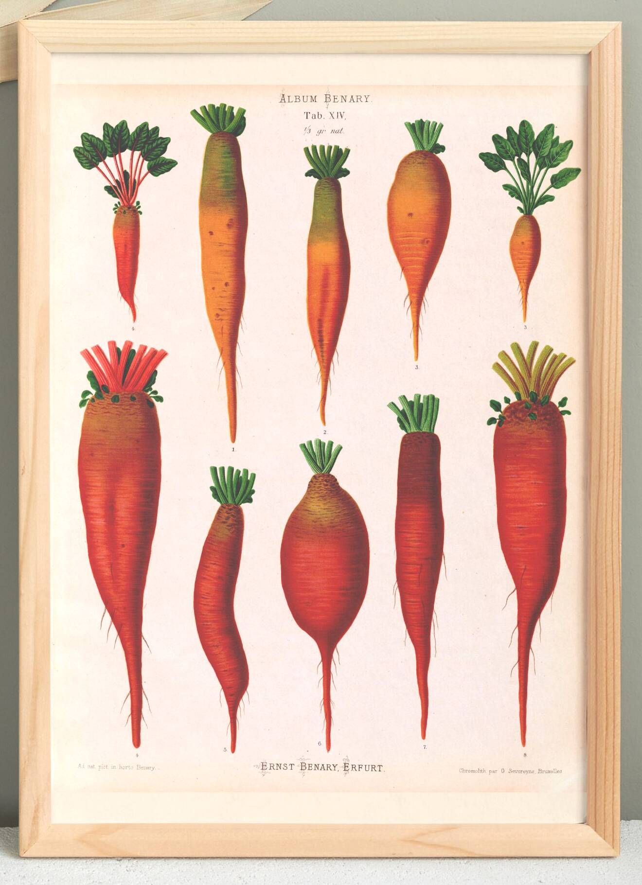 Poster about beetroot (2), based on an old engraving from 1886.