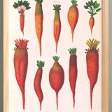 Poster about beetroot (2), based on an old engraving from 1886.