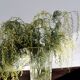 Pressed glass vase - Leaf pattern