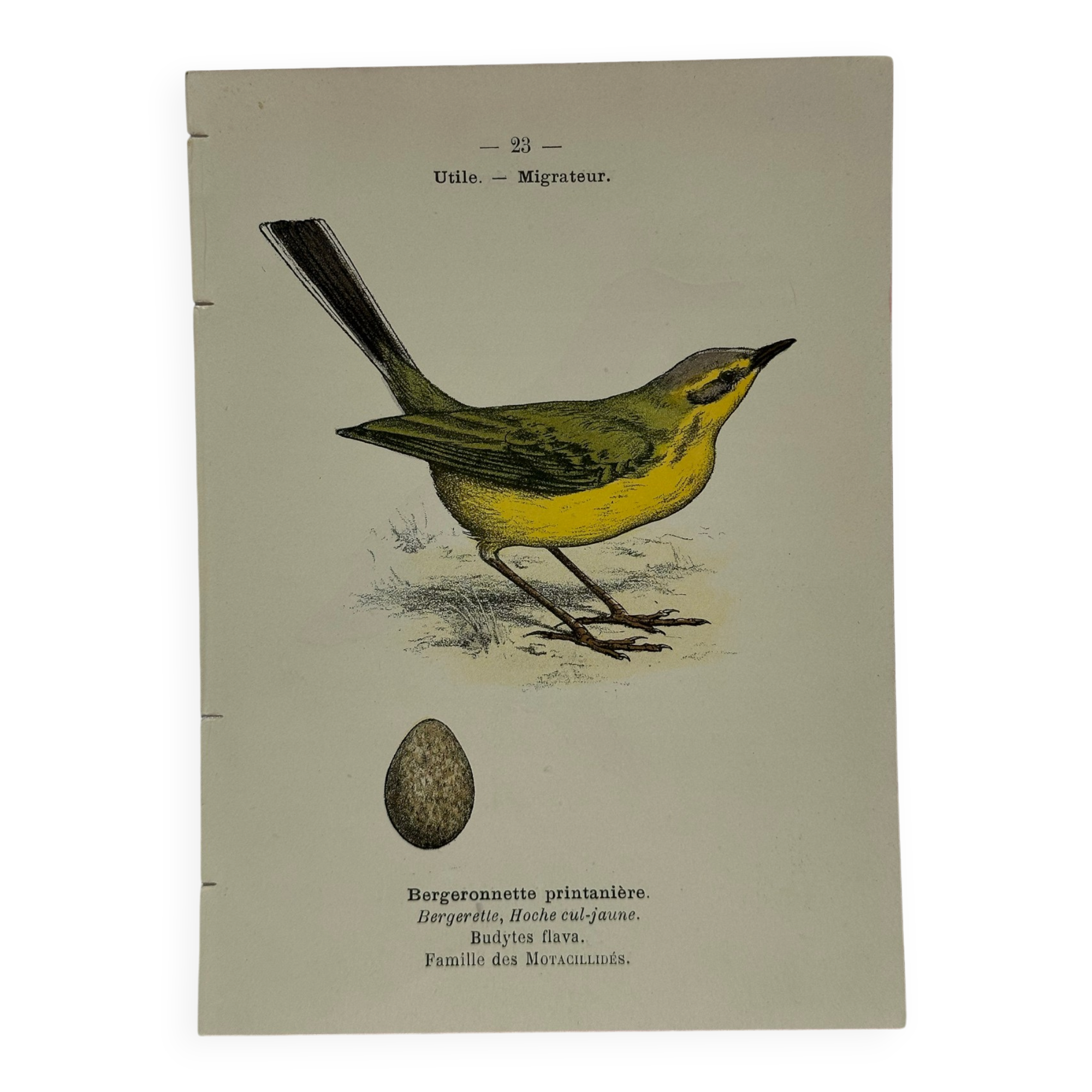 Planche Botanique Gravure oiseaux naturaliste ancienne 19eme