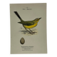 Planche Botanique Gravure oiseaux naturaliste ancienne 19eme