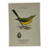 Planche Botanique Gravure oiseaux naturaliste ancienne 19eme
