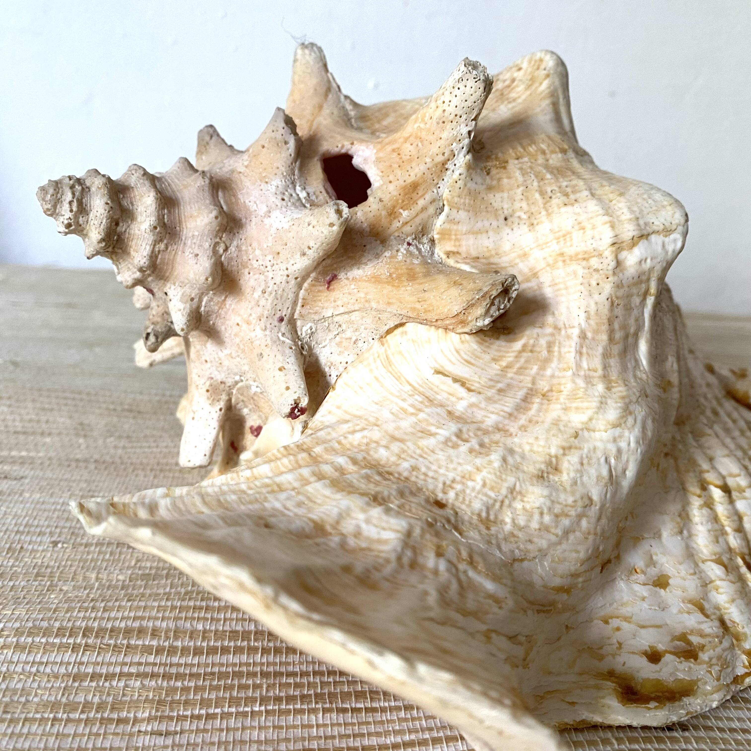 Real shell, conch, great conch