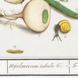 Small poster on “Insects and plants”, based on an old engraving