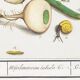 Small poster on “Insects and plants”, based on an old engraving