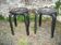 Pair of Vintage Stools