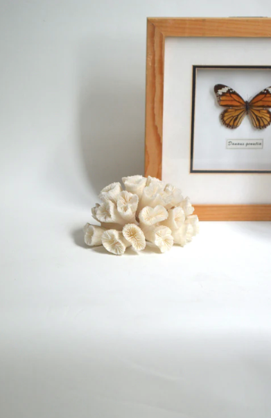 White Coral