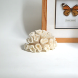 White Coral