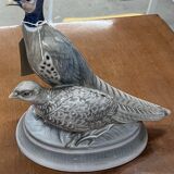 oiseaux royal Copenhague