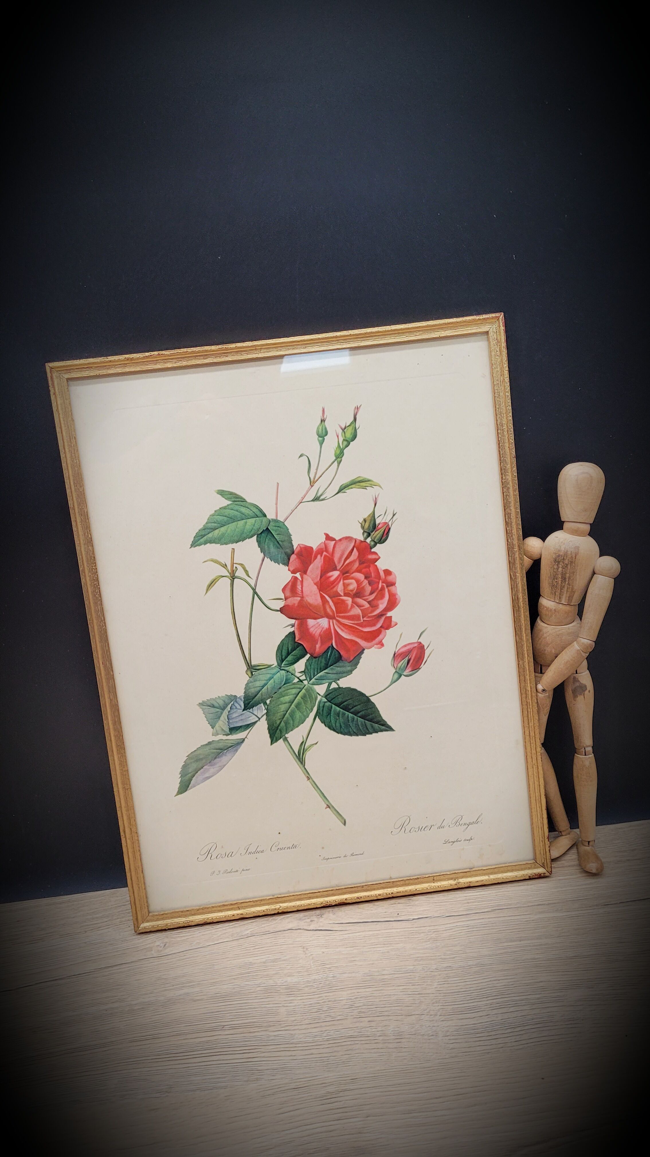 Bengal rose lithograph