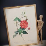 Bengal rose lithograph