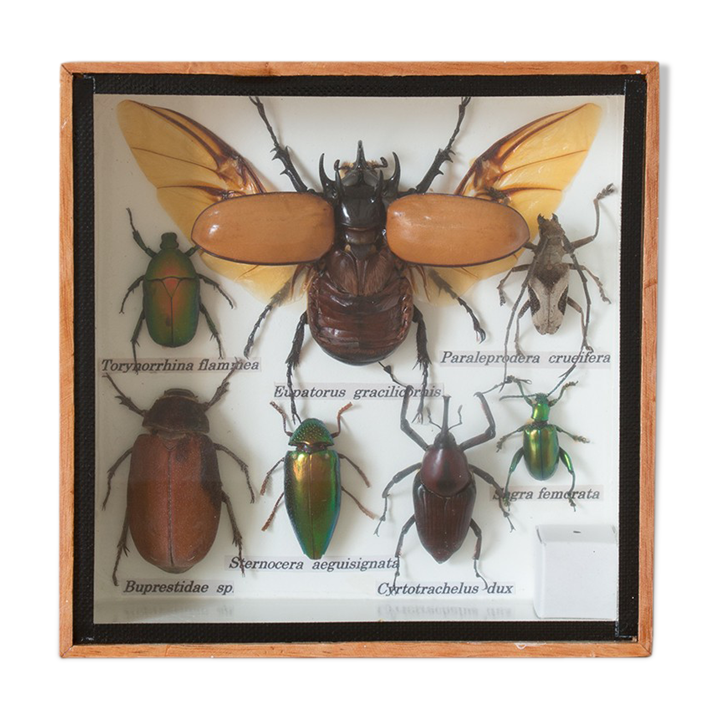 Naturalized insects entomology