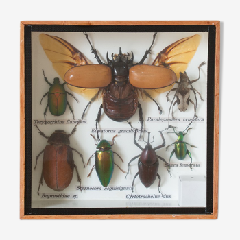 Naturalized insects entomology