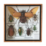 Naturalized insects entomology