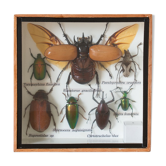 Insectes naturalisés entomologie