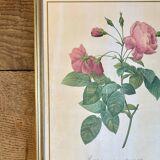 Old frame Redouté roses