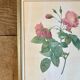Old frame Redouté roses