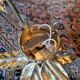 Large floral wall light in brass and gilded metal, Willy Daro, 1970.