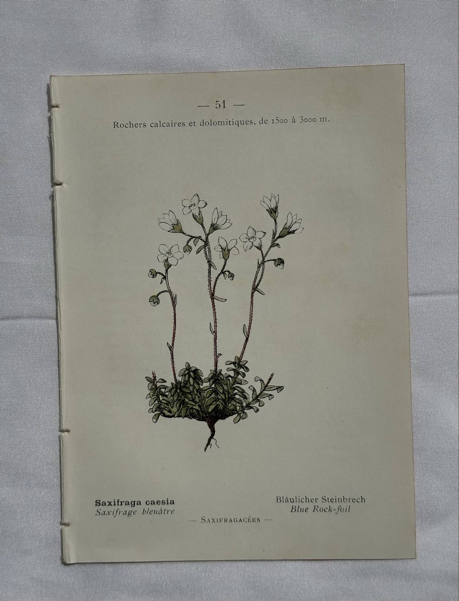 Retro botanical plate 1890 flower and plant of France double-sided