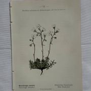 Retro botanical plate 1890 flower and plant of France double-sided