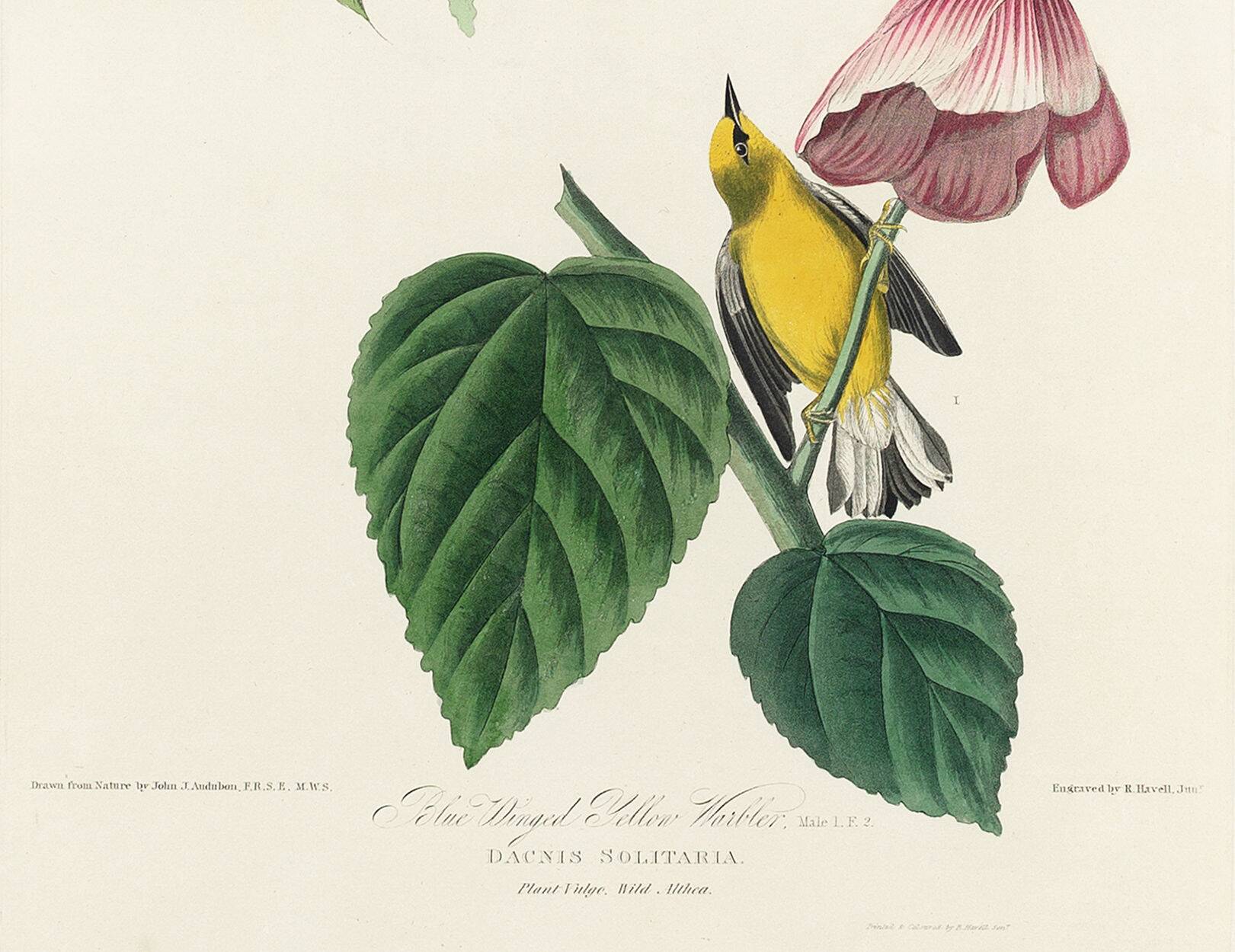 Poster about the Yellow Dacnis, based on an old engraving from 1827.