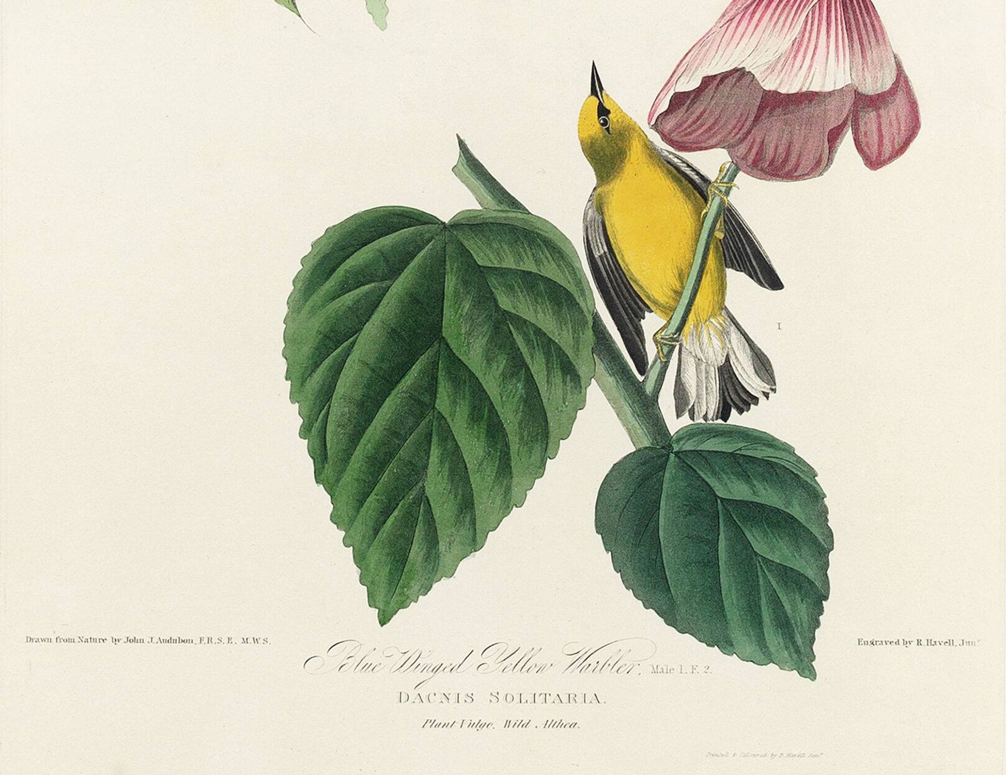 Affiche sur le Dacnis jaune, d’après une gravure ancienne de 1827.