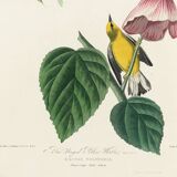 Poster about the Yellow Dacnis, based on an old engraving from 1827.